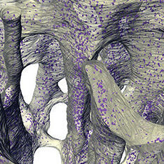 Rigid foam with dots (cells) inside